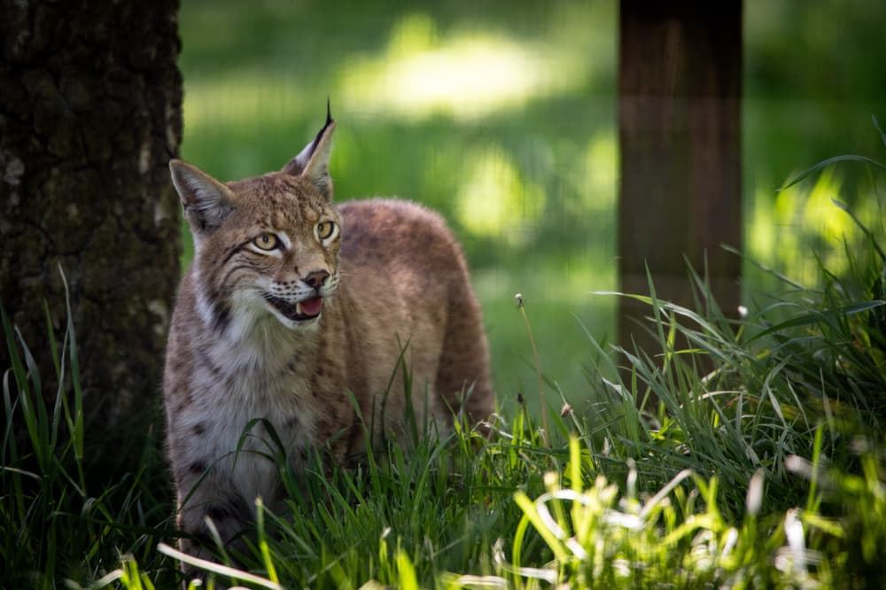 Lynx rescued from Highlands given names at their new home