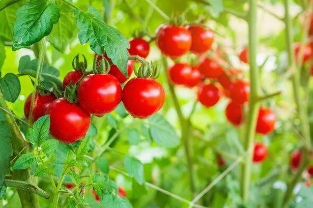 Tomato plants will bloom this summer when fed one bathroom item