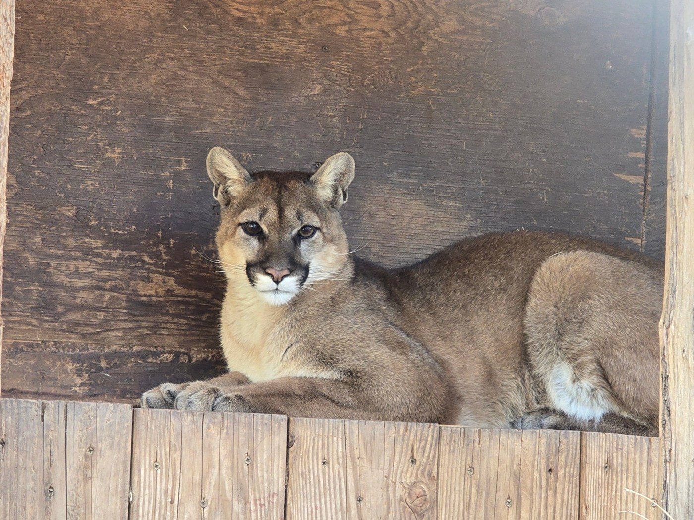 Mountain lion hit by vehicle returned to wild after rehab in Ramona
