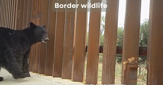 Conservationists raise concerns with border wall expanding across scenic grasslands